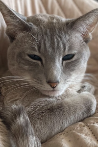 Under the Meezer's Paw