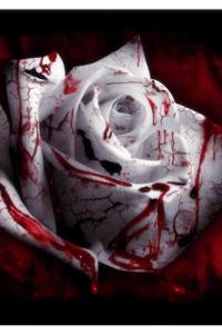 A murder so beautiful